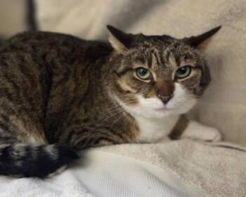 Domestic Short Hair Cats Available for Adoption in Westland, Michigan - Scully | PetCurious
