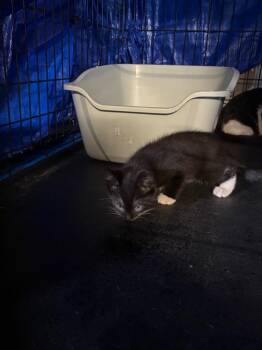 White Toes -  Domestic Short Hair Cat for Adoption in Wauchula, Florida - White Toes | PetCurious