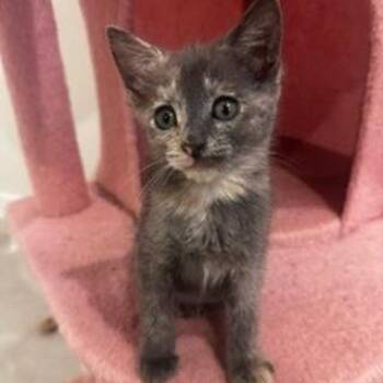 Domestic Short Hair Cats Available for Adoption in Conroe, Texas - Alani | PetCurious