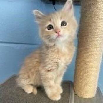 Domestic Long Hair Cats Available for Adoption - Prissy | PetCurious
