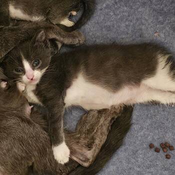 Zeus -  Domestic Short Hair Cat for Adoption in Tempe, Arizona - Zeus | PetCurious