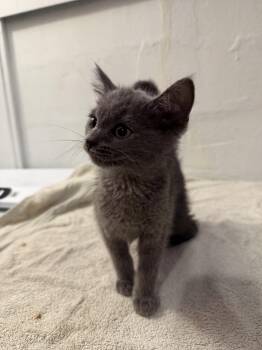 Evelyn -  Domestic Short Hair Cat for Adoption in Cleveland, Ohio - Evelyn | PetCurious