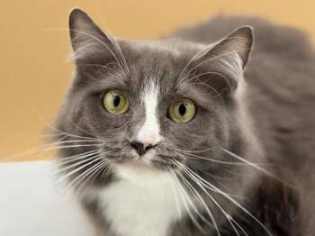 Shejo -  Domestic Medium Hair Cat for Adoption in Portland, Oregon - Shejo | PetCurious