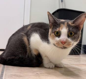 Midori -  Domestic Short Hair Cat for Adoption in Fall River, Massachusetts - Midori | PetCurious
