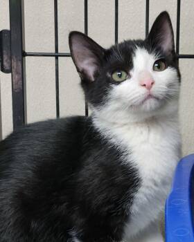 Domestic Short Hair Cats Available for Adoption in Portage, Wisconsin - Bandit | PetCurious