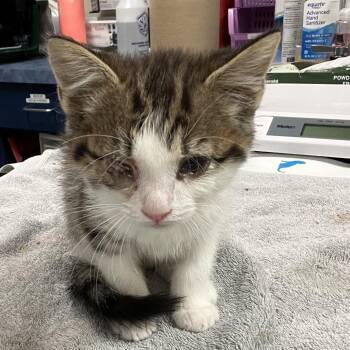 Rowan -  Domestic Medium Hair Cat for Adoption in Lynchburg, Virginia - Rowan | PetCurious