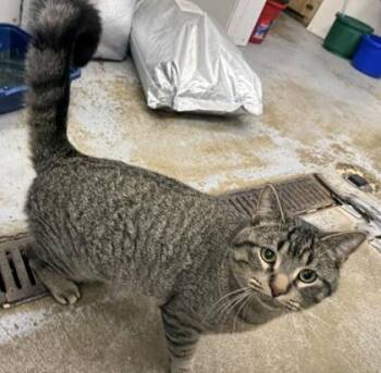 Domestic Short Hair Cats Available for Adoption - Leo | PetCurious