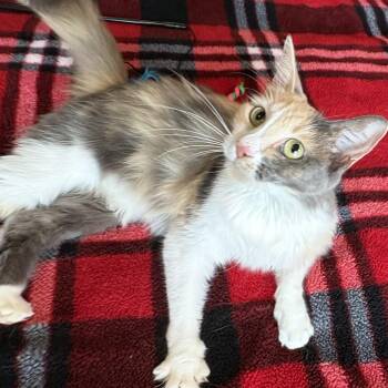 Desert Rose -  Domestic Long Hair Cat for Adoption in Liverpool, Texas - Desert Rose | PetCurious