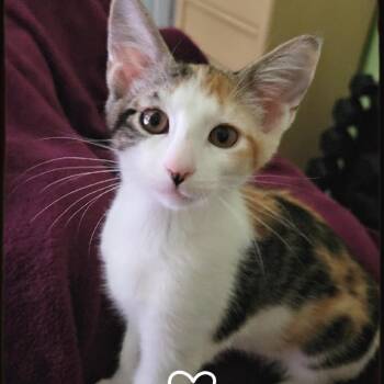 Donna 2 -  Domestic Short Hair Cat for Adoption in Bulverde, Texas - Donna 2 | PetCurious