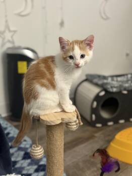 Simon -  Domestic Short Hair Cat for Adoption in Blaine, Minnesota - Simon | PetCurious