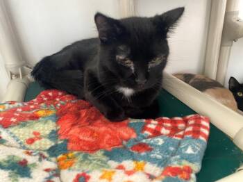 Rescue Domestic Short Hair Cats for Adoption in Grand Junction, Colorado - Jacob Black | PetCurious