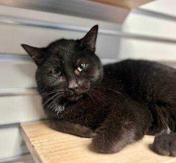 Domestic Short Hair Cats Available for Adoption in New Philadelphia, Ohio - Mr. Beans | PetCurious
