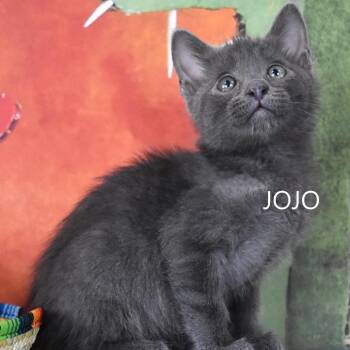 Jojo -  Domestic Short Hair Cat for Adoption in Kanab, Utah - Jojo | PetCurious