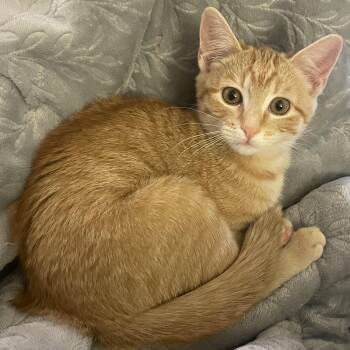 Rescue Tabby Cats for Adoption in Unm, New Mexico - Peach | PetCurious