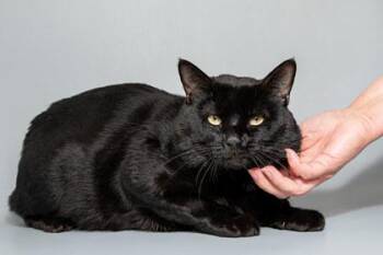 Domestic Short Hair Cats Available for Adoption in Longmont, Colorado - Eclipse | PetCurious