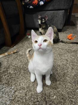 Havarti (Bonded with Colby) -  Domestic Short Hair Cat for Adoption in Elk Grove, California - Havarti (Bonded With Colby) | PetCurious