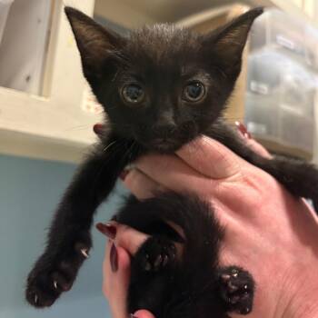 Dewey -  Domestic Short Hair Cat for Adoption in Chattanooga, Tennessee - Dewey | PetCurious