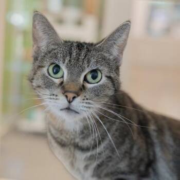 Pepper -  Domestic Short Hair Cat for Adoption in Des Moines, Iowa - Pepper | PetCurious