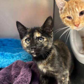 Funeral Home -  Domestic Short Hair Cat for Adoption in York, Pennsylvania - Funeral Home | PetCurious
