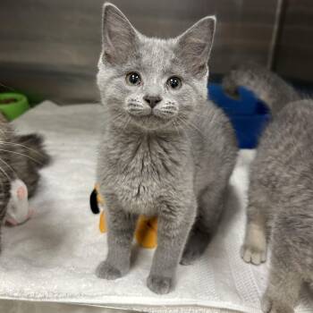 Domestic Short Hair Cats Available for Adoption in La Grange Park, Illinois - Martians 3 Of 3 | PetCurious