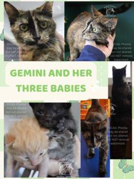American Shorthair and Domestic Short Hair Cats Available for Adoption in Kenansville, North Carolina - Gemini | PetCurious