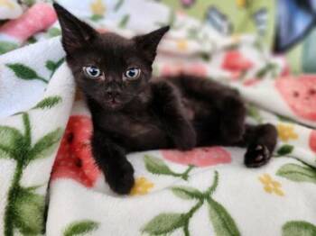 Domestic Short Hair Cats Available for Adoption in Honolulu, Hawaii - Kazuma | PetCurious