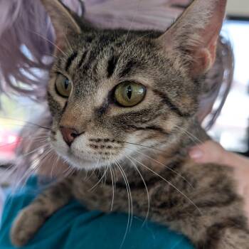 Carmela Soprano -  Domestic Short Hair Cat for Adoption in Chapel Hill, North Carolina - Carmela Soprano | PetCurious