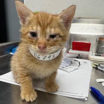Domestic Short Hair Cats Available for Adoption in Birmingham, Alabama - Monroe | PetCurious
