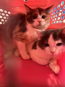 Buttercup -  Domestic Long Hair and Domestic Short Hair Cat for Adoption in Daytona Beach, Florida - Buttercup | PetCurious