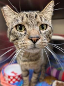 Wellington -  Domestic Short Hair Cat for Adoption in Santa Rosa, California - Wellington | PetCurious