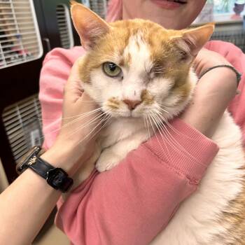 Domestic Short Hair Cats Available for Adoption in Myerstown, Pennsylvania - Marbles | PetCurious