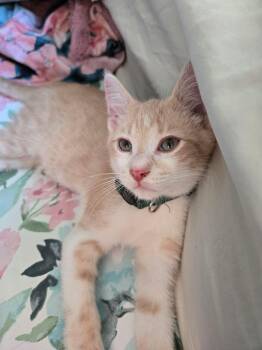 Fletcher -  Domestic Short Hair Cat for Adoption - Fletcher | PetCurious
