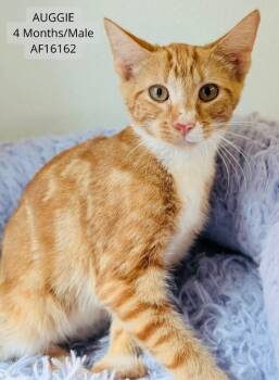 Auggie -  Domestic Short Hair Cat for Adoption - Auggie | PetCurious