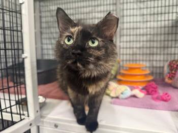 Tillie -  Domestic Medium Hair Cat for Adoption in Raleigh, North Carolina - Tillie | PetCurious