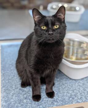 TOOTHLESS -  Domestic Short Hair Cat for Adoption in Canfield, Ohio - TOOTHLESS | PetCurious