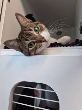 Domestic Short Hair Cats Available for Adoption in Tomah, Wisconsin - Jasper | PetCurious