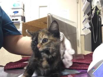 CHIMERA -  Domestic Short Hair Cat for Adoption in Riverside, California - CHIMERA | PetCurious