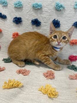 Tangerine -  Domestic Short Hair Cat for Adoption in Denham Springs, Louisiana - Tangerine | PetCurious