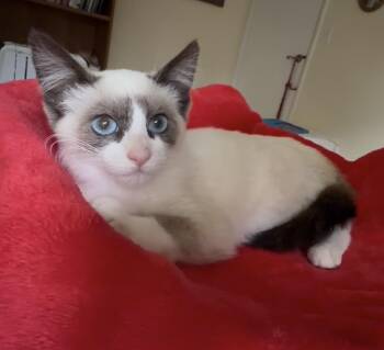 Rescue Snowshoe and Siamese Cats for Adoption in San Anselmo, California - Millie | PetCurious