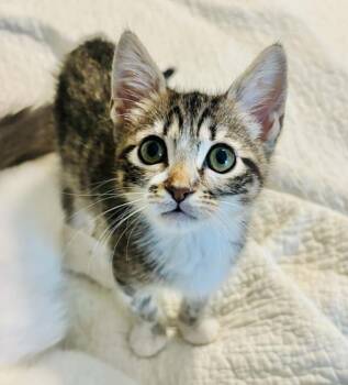 Pedro -  Domestic Short Hair Cat for Adoption in Mansfield, Texas - Pedro | PetCurious