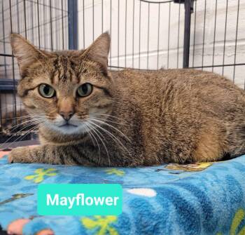 Rescue Domestic Short Hair Cats for Adoption in Richmond, Indiana - Mayflower | PetCurious