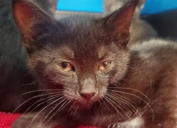 Panna Cotta -  Domestic Short Hair Cat for Adoption in Kansas City, Missouri - Panna Cotta | PetCurious