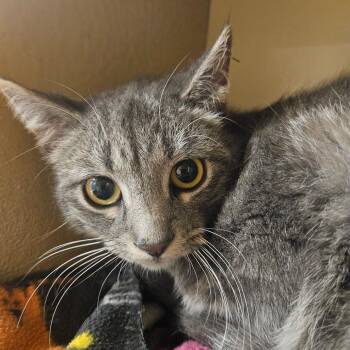 Domestic Short Hair Cats Available for Adoption in Grantsville, Utah - Lima | PetCurious