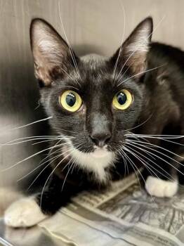 Troubles -  Domestic Short Hair Cat for Adoption in Wichita, Kansas - Troubles | PetCurious