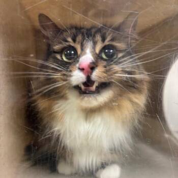 Stella -  Domestic Long Hair Cat for Adoption in Reno, Nevada - Stella | PetCurious