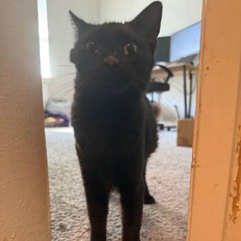Aerial -  Domestic Short Hair Cat for Adoption in Greensboro, North Carolina - Aerial | PetCurious