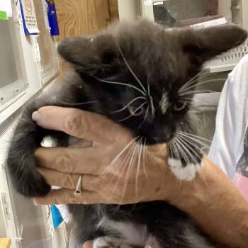 Rescue Domestic Medium Hair Cats for Adoption in Denison, Texas - Lance | PetCurious