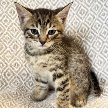 Rescue Domestic Short Hair Cats for Adoption in Mt. Juliet, Tennessee - Argo | PetCurious