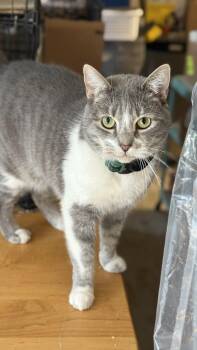 Domestic Short Hair and Siamese Cats Available for Adoption - Lily Jenkins | PetCurious