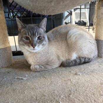 Chevy Silverado -  Domestic Short Hair Cat for Adoption in Spanish Fork, Utah - Chevy Silverado | PetCurious